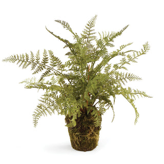 Pots For Fern DI3004