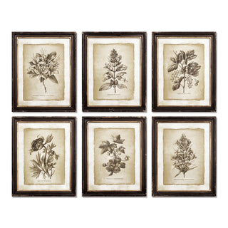 FRAMED VINTAGE FLORAL PRINTS, SET OF 6