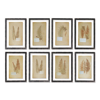 FRAMED VINTAGE FERN PRINTS, SET OF 8