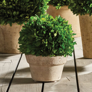 BOXWOOD BALL IN POT MEDIUM