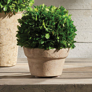 BOXWOOD BALL IN POT MEDIUM