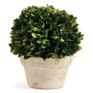 BOXWOOD BALL IN POT MEDIUM