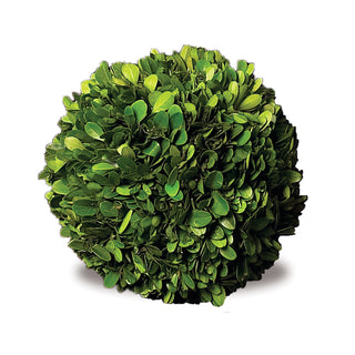 BOXWOOD BALL 6"