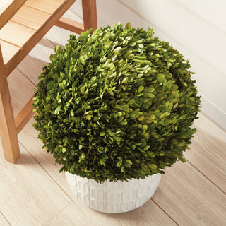 BOXWOOD BALL 16"