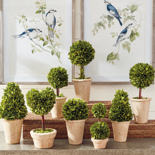 BOXWOOD TOPIARIES IN POTS, SET OF 8