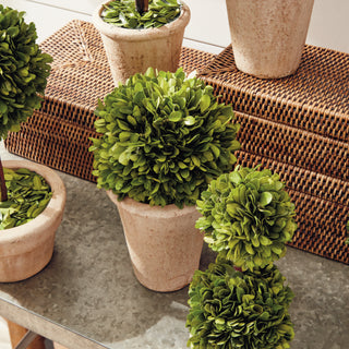 BOXWOOD TOPIARIES IN POTS, SET OF 8