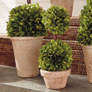 BOXWOOD TOPIARIES IN POTS, SET OF 8