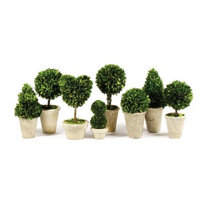 BOXWOOD TOPIARIES IN POTS, SET OF 8