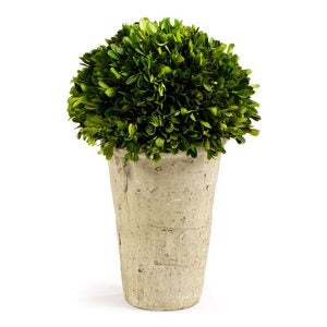 BOXWOOD THREE-QUARTER BALL IN POT