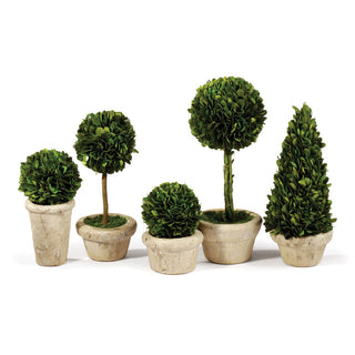 BOXWOOD TOPIARIES IN POTS, SET OF 5