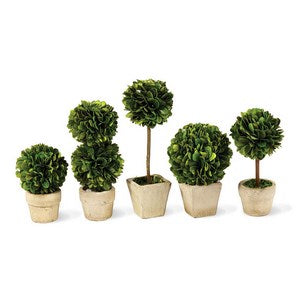 BOXWOOD MINI TOPIARIES IN POTS, SET OF 5