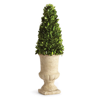 BOXWOOD CONE TOPIARY IN URN 24"