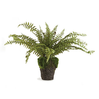 BOSTON FERN DROP-IN 16"