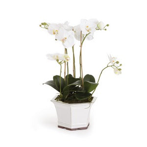 BARCLAY BUTERA PHALAENOPSIS IN CERAMIC POT 18.5"