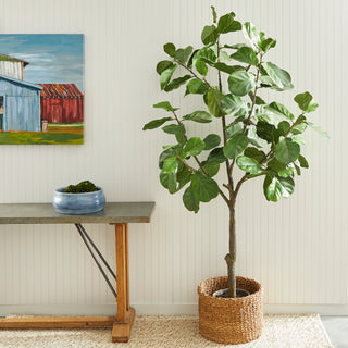 FIDDLE LEAF FIG TREE POTTED 79"