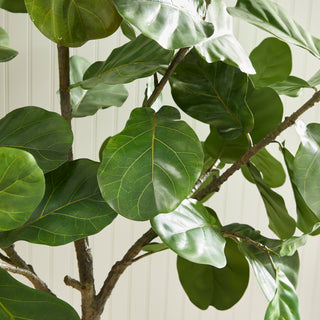 FIDDLE LEAF FIG TREE POTTED 79"