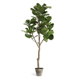 FIDDLE LEAF FIG TREE POTTED 79"