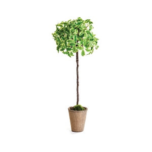 EUONYMOUS TOPIARY 23"