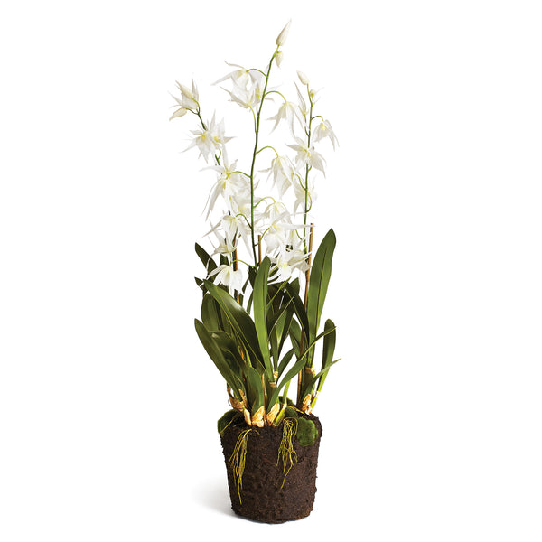 spider orchid plant Spider Orchid Drop-In 44"