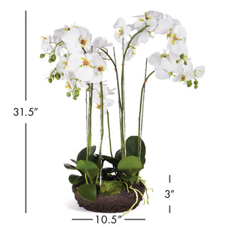 PHALAENOPSIS BOWL DROP-IN 31.5"