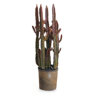 SPURGE CACTUS POTTED 27"