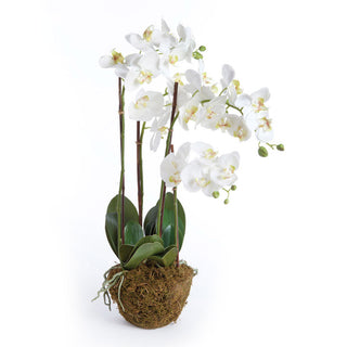 PHALAENOPSIS ORCHID DROP-IN 30"