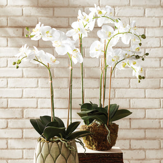 PHALAENOPSIS ORCHID DROP-IN 30"