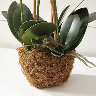 PHALAENOPSIS ORCHID DROP-IN 30"