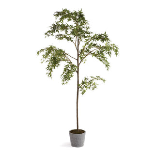 MAPLE TREE IN POT 84"