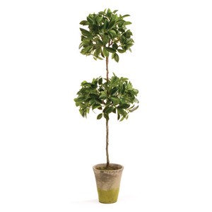 FICUS DOUBLE TOPIARY IN POT 31"