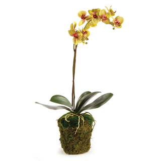 PHALAENOPSIS ORCHID DROP-IN 26"