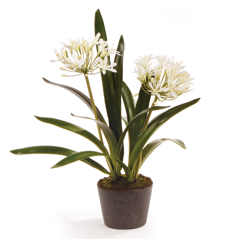 agapanthus indoor plant Agapanthus Drop-In 23"