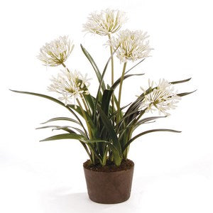 AGAPANTHUS DROP-IN 29"