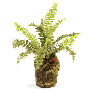 BOSTON FERN DROP-IN 9"