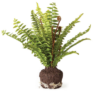 BOSTON FERN DROP-IN 11"