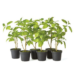 BASIL DROP-INS 11", SET OF 6