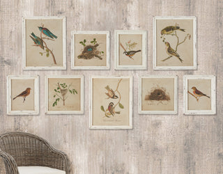 FRAMED AVIARY BIRD & NEST HABITAT PRINTS, SET OF 9