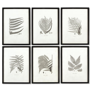 FRAMED GRAY-TONE FERN PRINTS, SET OF 6