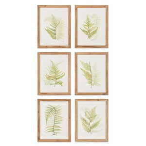 FRAMED FERN STUDY, SET OF 6