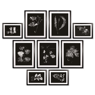 X-RAY LEAF STUDY GALLERY, SET OF 9