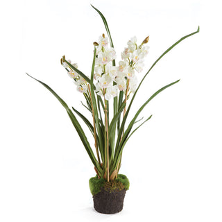 CYMBIDIUM ORCHID X3 DROP-IN 36"