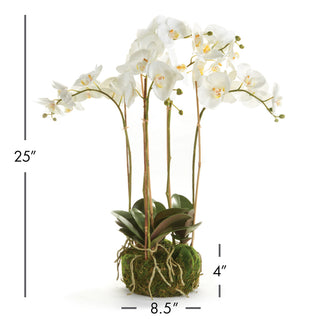 PHALAENOPSIS ORCHID BOWL DROP-IN 25"