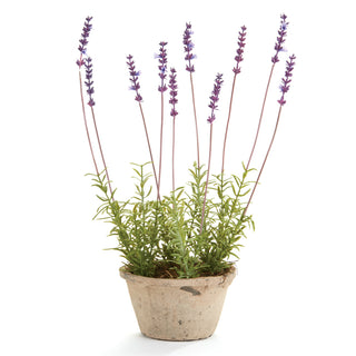 FRENCH LAVENDER POTTED 17"