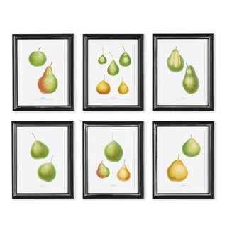 PEAR STUDY, SET OF 6