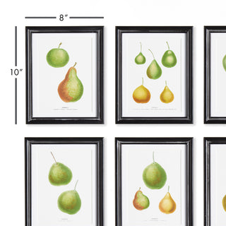 PEAR STUDY, SET OF 6