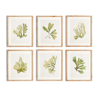 KELP PRINTS, SET OF 6