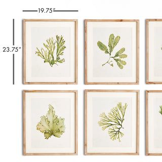 KELP PRINTS, SET OF 6