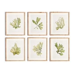 KELP PRINTS, SET OF 6