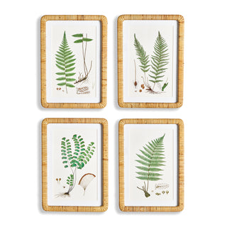 FOREST FERN PRINTS, SET OF 4