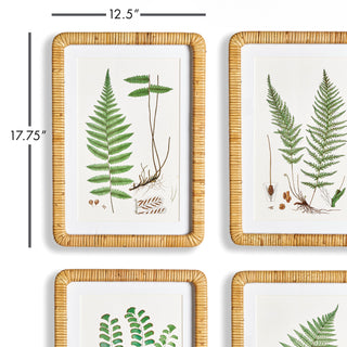 FOREST FERN PRINTS, SET OF 4